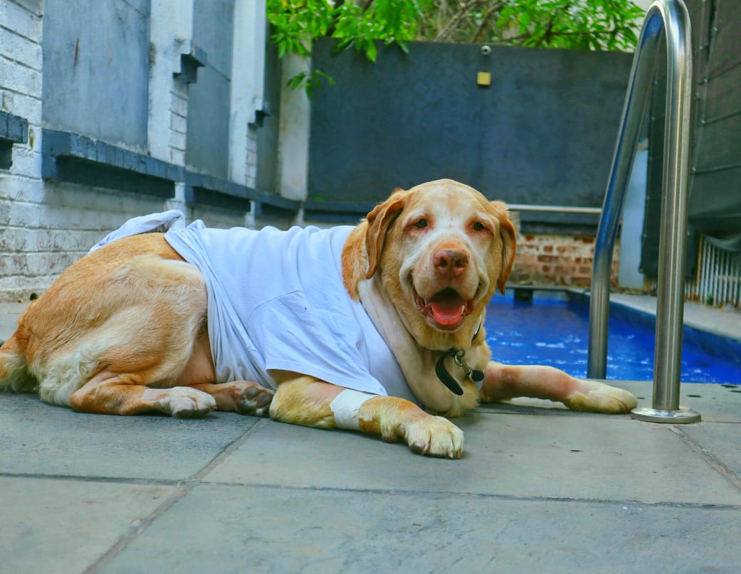 About Us Raintree Veterinary Clinic & Rehabilitation Centre